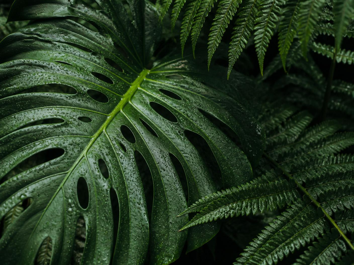Detalhe de folhagens tropicais em composição de texturas